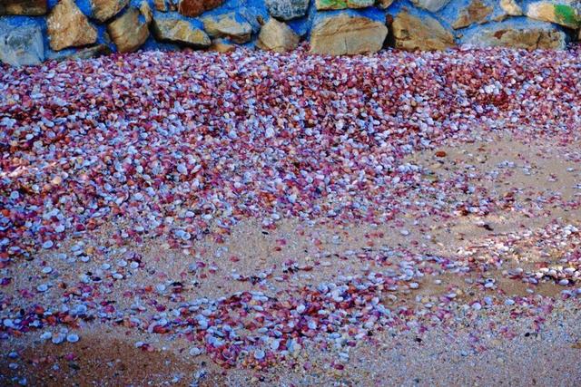 “鸥”遇环翠 “雪”舞浪漫丨威海这个地方，来一百次也不会腻