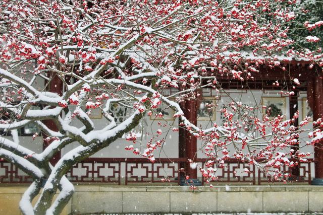 武汉下雪了！东湖梅园上演现实版“踏雪寻梅”