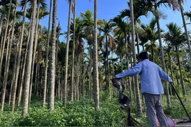 “槟榔之乡”万宁：八成槟榔树染病，产业也快“黄”了图片