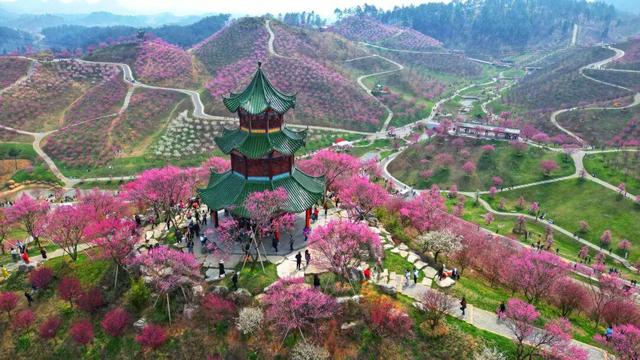 贵州冬韵：梅香入骨，花海先春