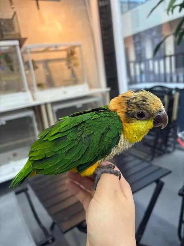 洛铜1954工业风潮玩全攻略，一站式解锁涧西快乐