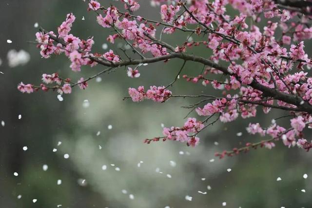 域见上海·域见奉贤｜冬春之交顶流花神C位出道！海湾国家森林公园梅花节定档大年初一