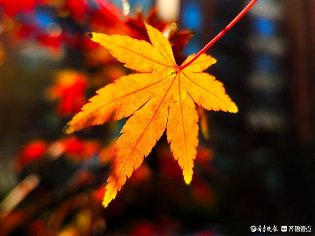 冬日枫树叶，五彩斑斓景致绝美
