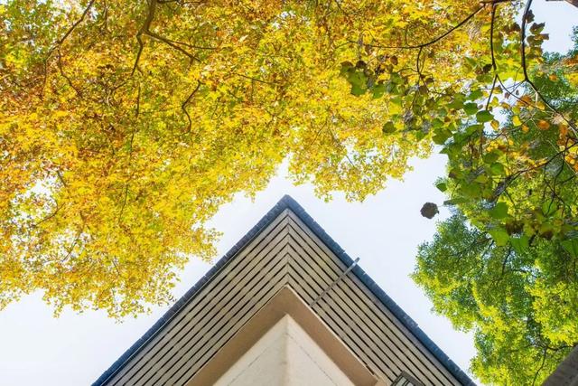 最好的秋天，在华师！