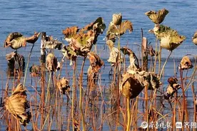 济南大明湖冬韵，荷塘成鸟类乐园图片