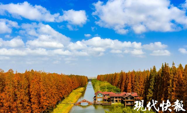 超美超出片！盐城黄海森林的水杉红了