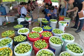 开阳县米坪乡：仲夏时节果飘香 鼓起果农增收“钱袋子”图片