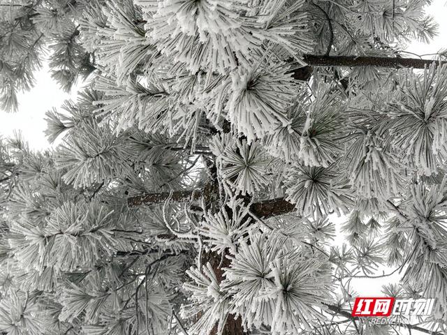 雪落奇峰！张家界把冬天绘成了水墨仙境