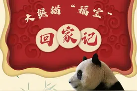 大熊猫“福宝”回家记图片