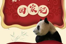 大熊猫“福宝”回家记图片