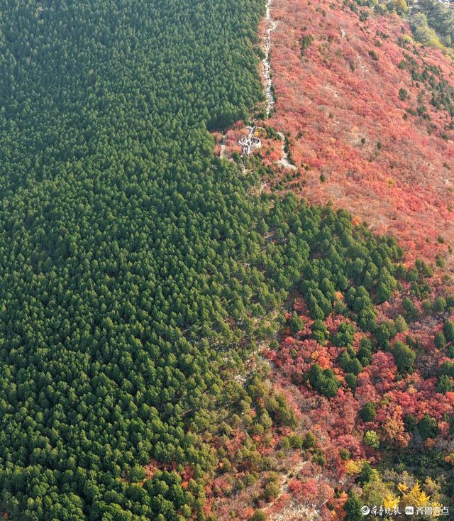 深秋的济南蝎子山，半山翠绿半山红