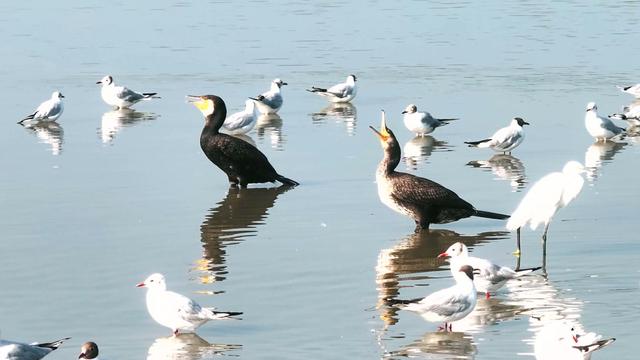 “京津绿肺”七里海生机勃发美景如画