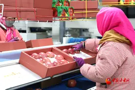 崇信：冬闲变冬忙 苹果销售旺图片