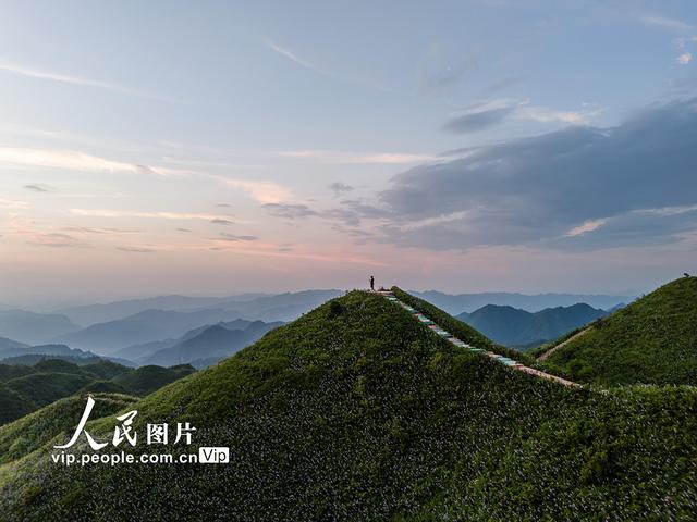 贵州金沙：紫色花海醉游人