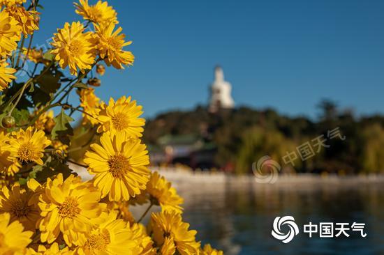 菊香伴重阳！全国重阳节出游天气地图出炉 五大名城赏菊指南请收好