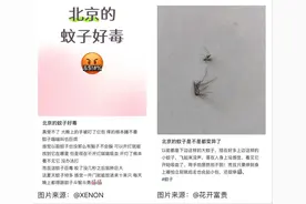 全球“最毒”的蚊子白纹伊蚊为何批量北上图片