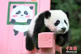 广州半岁大熊猫“妹猪”萌态十足图片