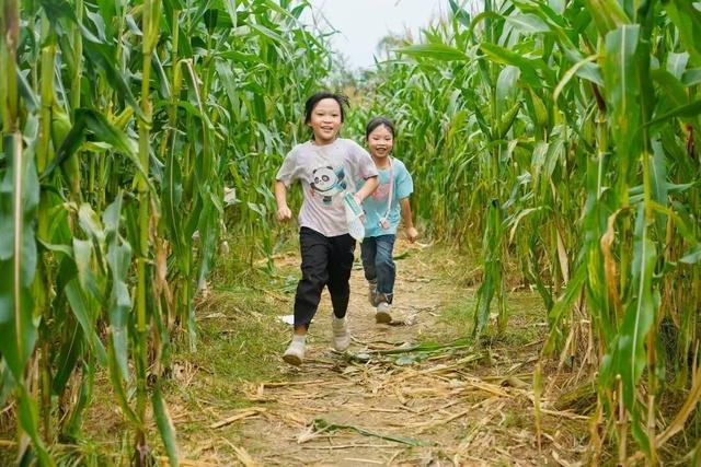 视觉增城｜“果”然有趣！快来正果邂逅甜蜜“丰”景