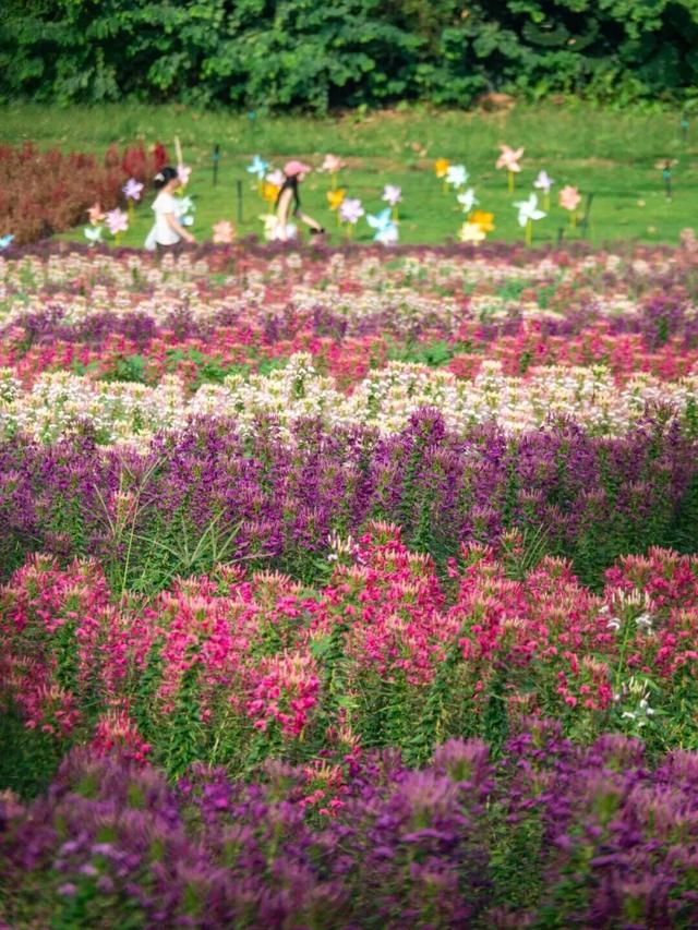 地铁直达！广州20000㎡醉蝶花海，美得好不真实！