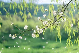 文学｜宋词中的“春意盎然”图片