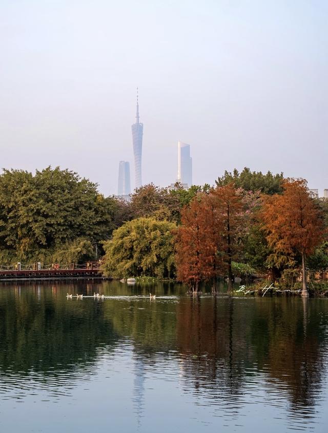 落羽杉最美“皮肤”上线，搭地铁邂逅限定版浪漫｜一“线”游广佛