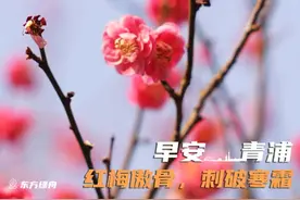 早安青浦｜红梅傲骨，刺破寒霜图片