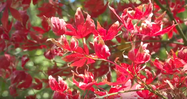 浙里“枫”光正好！多地红叶进入最佳观赏期 解锁秋冬限定浪漫