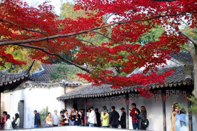 江苏苏州：拙政园“枫”景醉游人