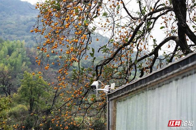 秋游时刻丨这颗甜柿，为什么让整个村子变成了诗？