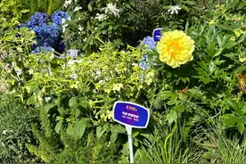 黄色芍药“伊藤巴拉”成武汉沙湖公园“顶流”，工作人员：展前曾放冷库“休眠”，共有10盆图片