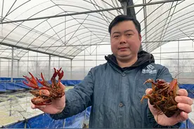 新春走基层丨反季小龙虾“游”上春节餐桌图片