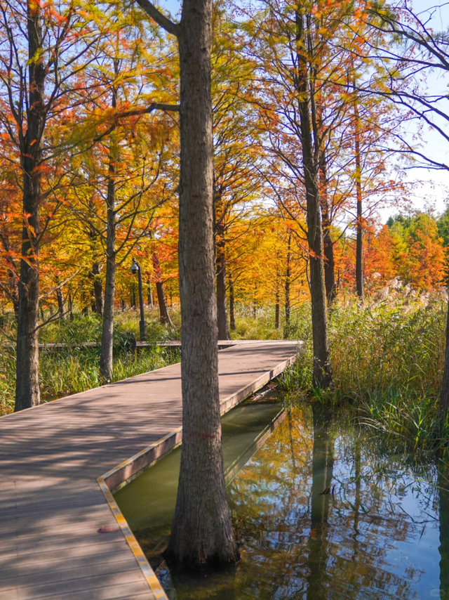 落羽杉红了！在上海发现了免费的阿勒泰同款梦幻秋景→