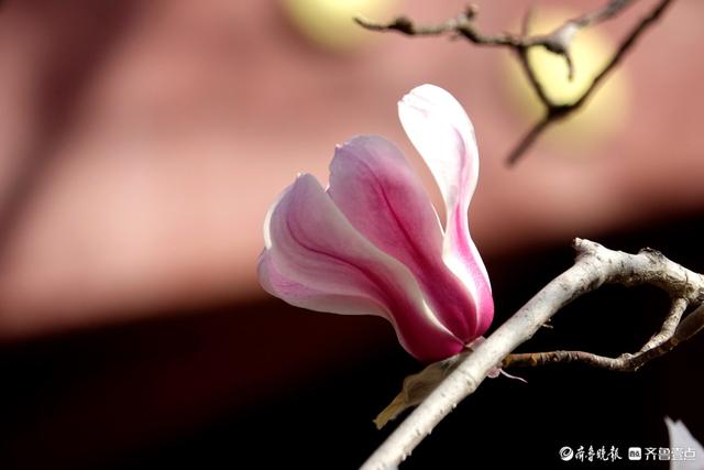 赏花正当时！趵突泉玉兰花开，与泉水共绘春色