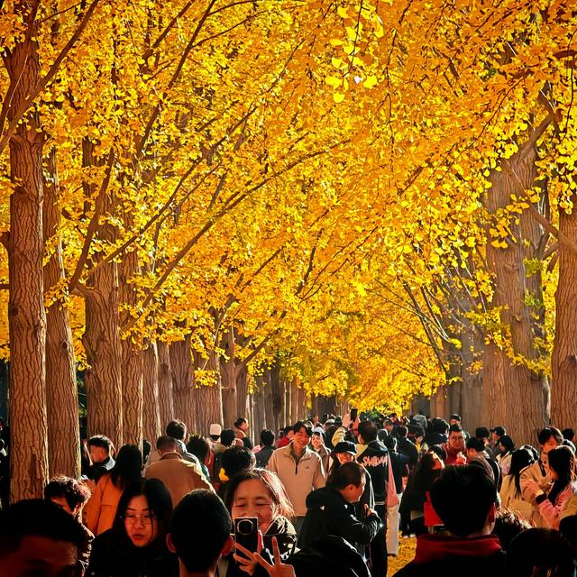 北京三里河：银杏满树金黄，游客争相合影