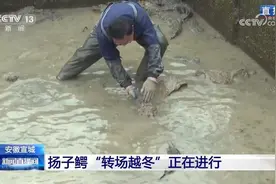 给鳄鱼搬家，到底分几步？扬子鳄“转场越冬”进行时图片