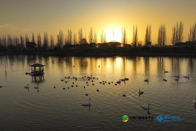 张掖：湿地公园千亩蒹葭鎏金，候鸟翅掠清波