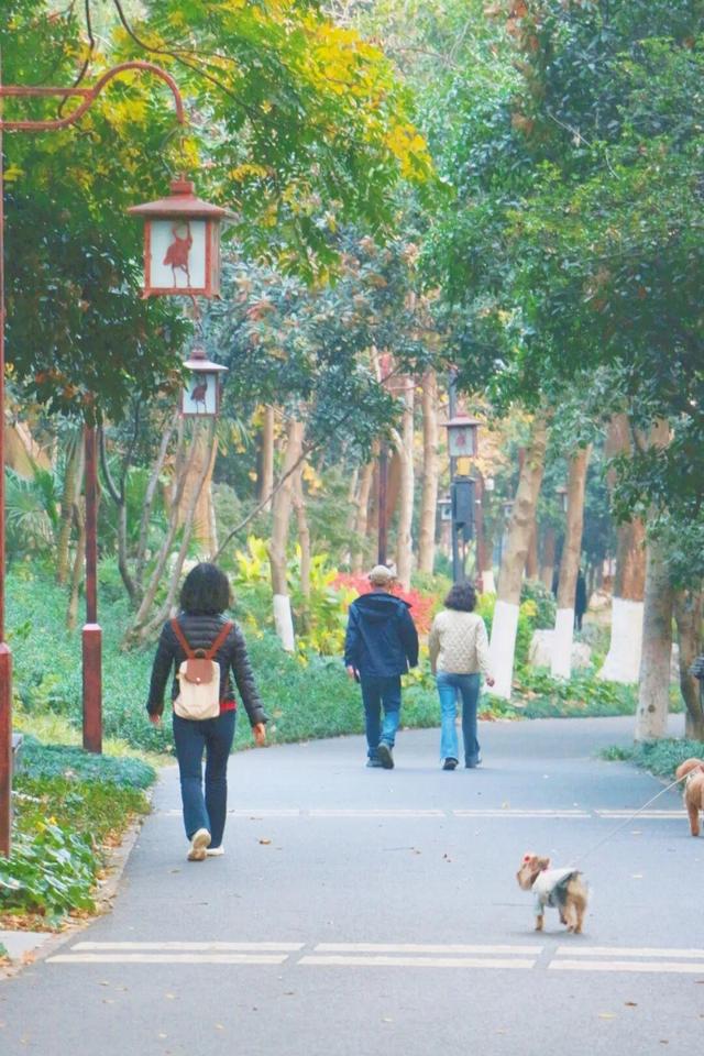 武昌赏秋天花板！这条被推荐100次的山路，迎来最美时刻