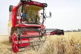 快讯|南方馒头小麦品种大PK，“烟农”包揽前两名图片