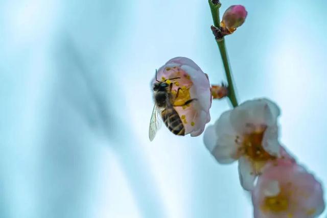 今日腊八｜花粥同赏，岁寒生香！腊八节快来南宁共赴一场早梅之约，就在市区→