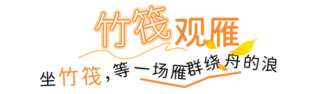 大雁伴飞、鱼鹰伴游，东湖生境雁岛全攻略来了！