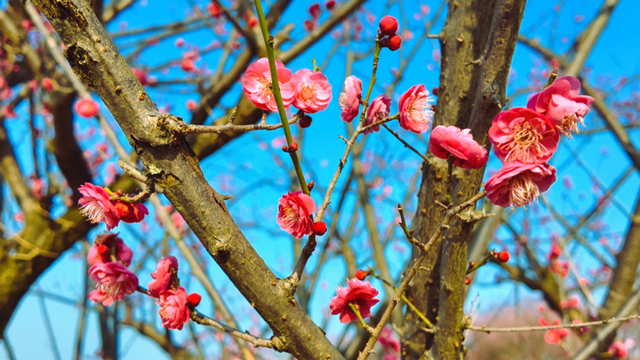 梅花提前近20天绽放 名山这份冬日浪漫藏不住了~