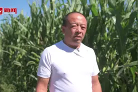 农技专家在线帮｜玉米蚜虫怎么治？倒伏怎么办？图片