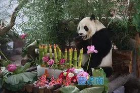 大熊猫“华奥”庆18岁生日！济南动物园保育员：它是位沉着冷静的“暖男”图片