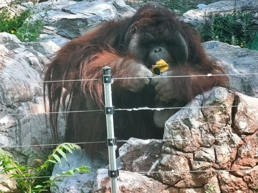 母系联盟、白天补觉、“聚众喝酒”……来看这些“人类近亲”的演化秘密