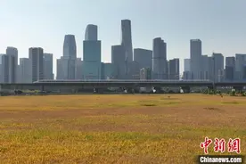 浙江杭州“CBD稻田”迎来丰收季图片