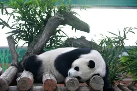 放假了还不好好睡一觉？“五一”到广州动物园看“动物睡睡念”图片