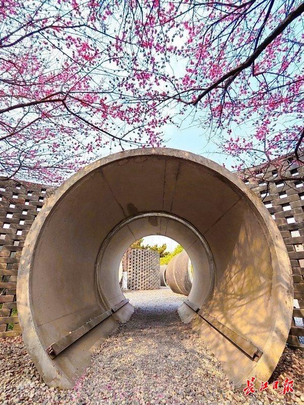 三梅争艳，武汉园博园藏着一只超级“花篮”