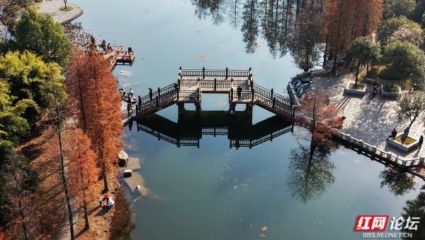 【每日一图@湖南】漫步粟雨湖畔，拾取水杉与冬光合写的暖意篇章