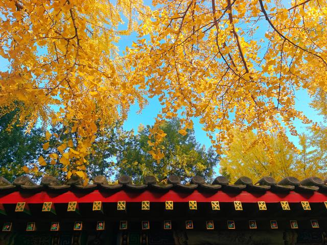 银杏如金！北京秋天真是美极了