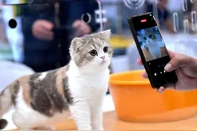 宠物经济快速增长，激活消费新潜能图片